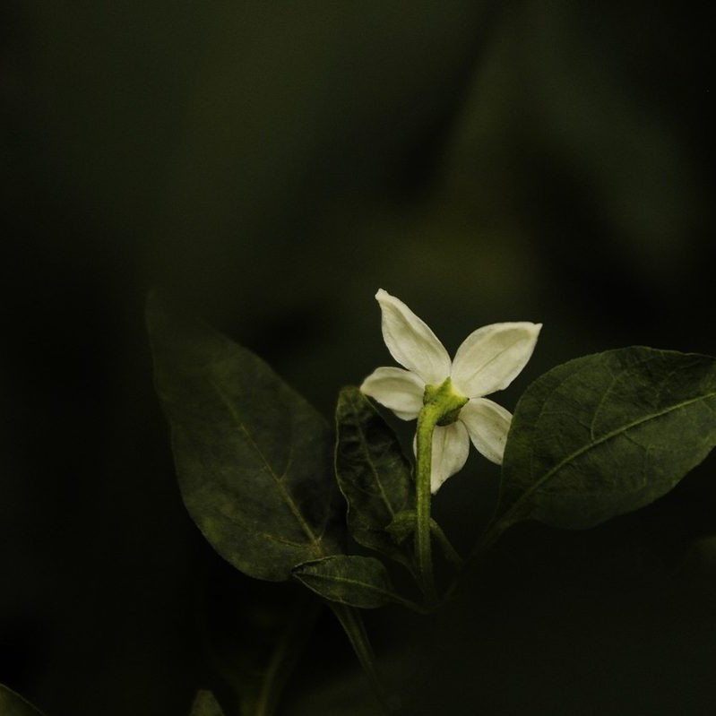 Minimalism